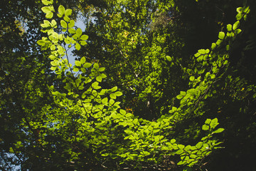 Beech trees bright green foliage