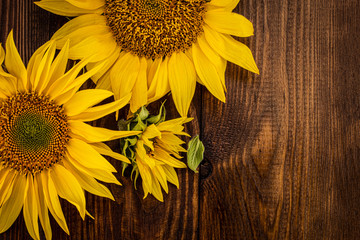 Autumn background with sunflowers on wooden board