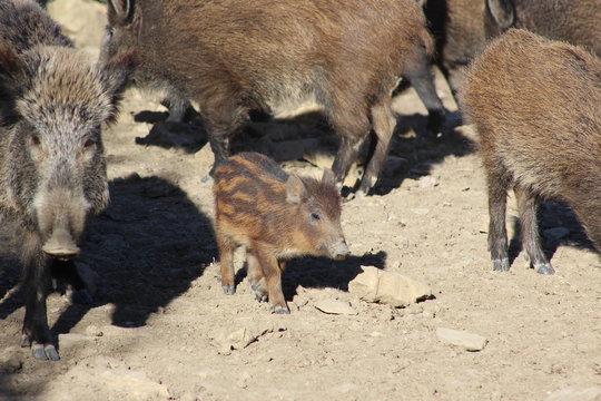 Wild boar Cinghiali