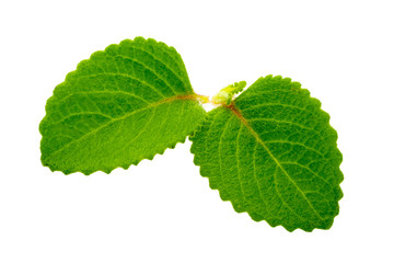 Fresh oregano leaves isolated on white