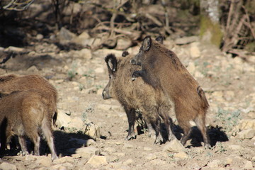 Wild boar
