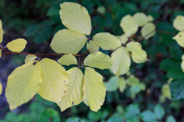 yellow and green leaves on a branch