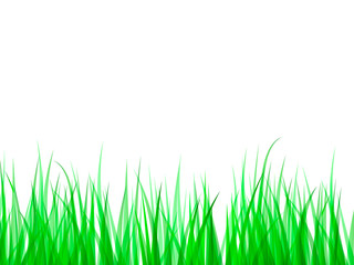 Fototapeta premium Green grass background. Vector illustration for poster.