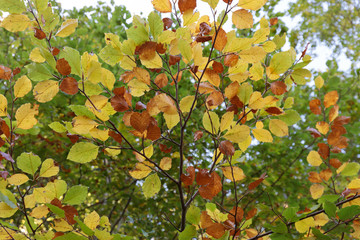 yellow and green leaves on a branch