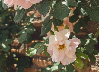 Pink roses on ancient wall