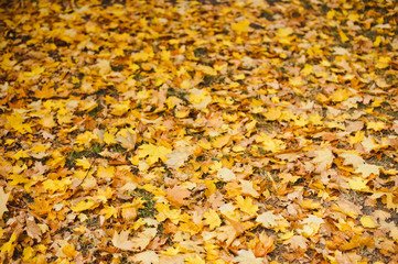Orange Autumn Leaves Background