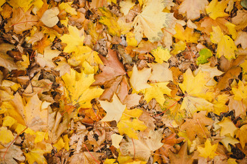 Colorful autumn leaves. Orange Autumn Leaves Background