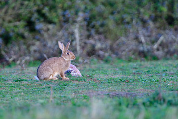 Wildkaninchen in Schweden