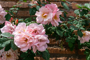 Pink roses on ancient wall