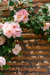 Pink roses on ancient wall