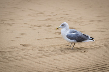 One legged gull (seagull) on the beach