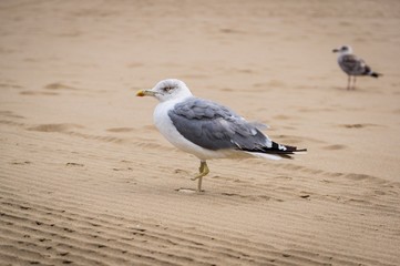 One legged gull (seagull) on the beach