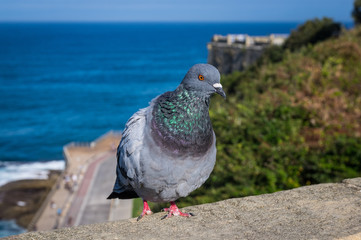 Domestic pigeon (Columba livia domestica) on a wall at the sea