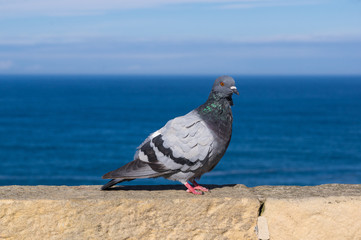 Domestic pigeon (Columba livia domestica) on a wall at the sea