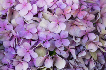 Detail of blooming hortensia hydrangea flower