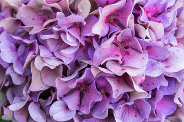 Detail of blooming hortensia hydrangea flower