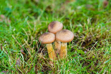 Pilze im Wald suchen