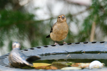 Junger Gimpel an der Vogeltränke