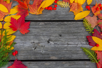 autumn background with colored leaves on wooden board	