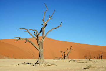Fototapeta na wymiar Dead Vlei, Sossusvlei, Namibia