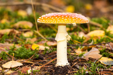 Pilze im Wald suchen