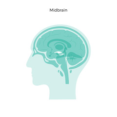Vector illustration of midbrain
