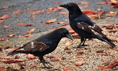 the crow as a symbol of autumn
