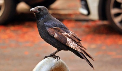 the crow as a symbol of autumn
