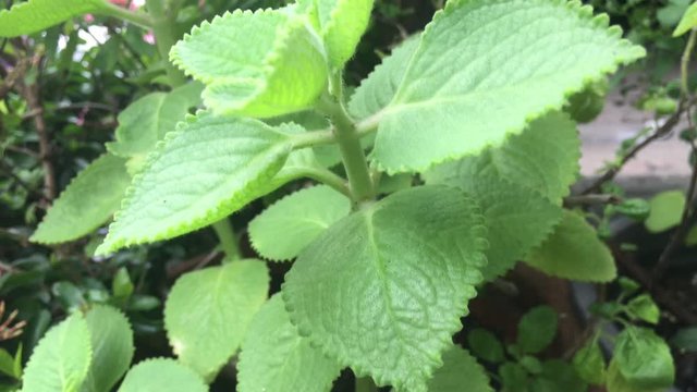 Plectranthus amboinicus or  Indian borage, Country borage, Oreille, Oregano