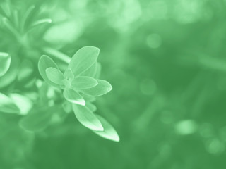 Fototapeta na wymiar Marjoram herb plant macro shot. Environment protection concept. Mint green color of 2020