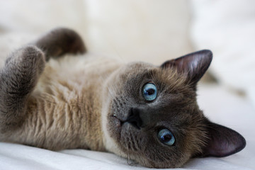 Adorable sleepy cat