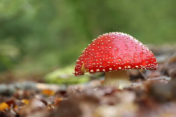 Fliegenpilz - Amanita muscaria