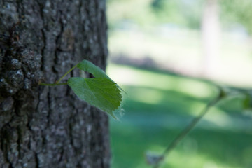 Ein neuer kleiner Zweig entsteht an einem großen Baum