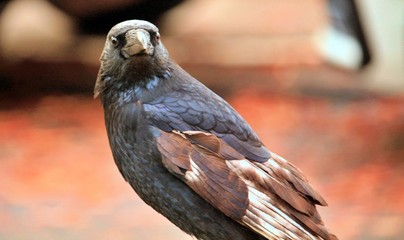 the crow as a symbol of autumn
