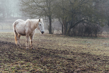 un cheval blanc dans un pré en hiver