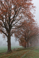 Obraz premium Stieleiche im Herbstkleid