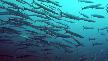 Swarm (School) of young Barracudas swimming through the ocean, Mauritius Island.