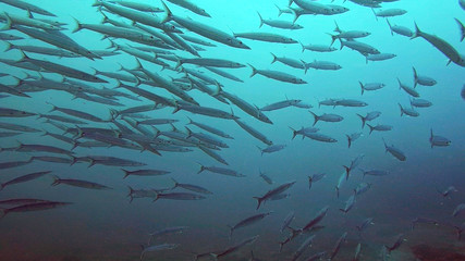 Fototapeta premium Swarm (School) of young Barracudas swimming through the ocean, Mauritius Island.