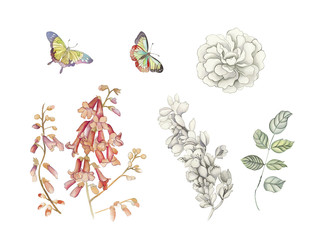 Flowers watercolor illustration.Manual composition.Big Set watercolor elements.