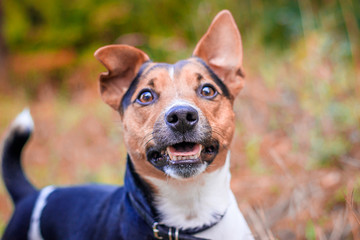 Dog Jack Russell Terrier for a walk in the park. Home pet. Dog walking in the park. Autumn Park.