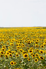 Obraz premium Ogromne pole słoneczników