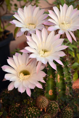 Close up of beautiful  cactus flowers.