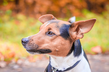 Dog Jack Russell Terrier for a walk in the park. Home pet. Dog walking in the park. Autumn Park.
