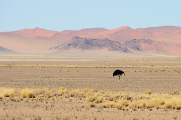 Ostrich, Sossusvlei, Namib, Namibia