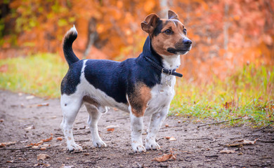 Dog Jack Russell Terrier for a walk in the park. Home pet. Dog walking in the park. Autumn Park.