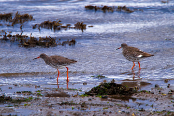 Red Shanks feeding on a river Estuary shoreline