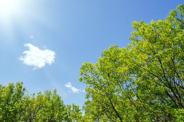 green trees in spring and sun in blue sky with clouds