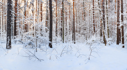 Sunrise in snow winter forest