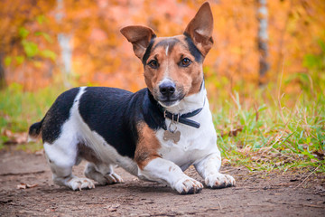 Dog Jack Russell Terrier for a walk in the park. Home pet. Dog walking in the park. Autumn Park.