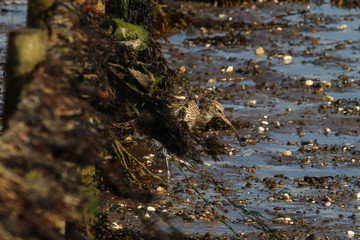 Curlew feeding on a river estuary shoreline, causeway coast and glens, County Londonderry, Northern Ireland